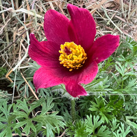 pulsatilla-vulgaris-red-shades-3421-1.jpg