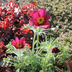 pulsatilla-vulgaris-red-shades-3421.jpg