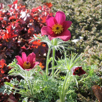 pulsatilla-vulgaris-red-shades-3421.jpg