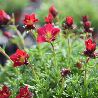 saxifraga-rot-2449.jpg
