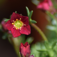 saxifraga-x-arendsii-2449-2.jpg