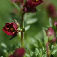 saxifraga-x-arendsii-2449.jpg