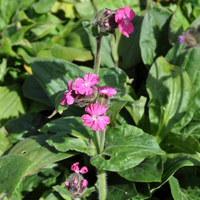 silene-dioica-floretia-3600.jpg