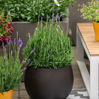 lavandula-angustifolia-3025-1758-3026-3027-3028-v.jpg