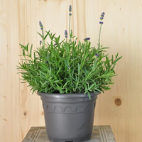 lavandula-angustifolia-super-blue-21er-3026.jpg