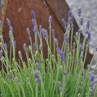 lavendula-angustifolia-3025-1758-3026-3027-3028.jpg