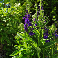 lobelia-speciosa-blue-3671-3776.jpg