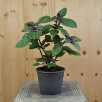 ocimum-basilikum-magic-blue-3657.jpg