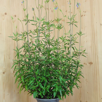 salvia-uliginosa-ballon-azur-25er-2691.jpg