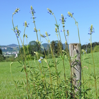 salvia-uliginosa-ballon-azur-2691-v.jpg