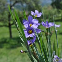sysirinchium-angustifolium-lucerne-3695.jpg