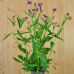 verbena-rigida-venosa-dunkel-blau-12er-1626.jpg