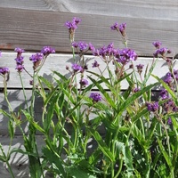 verbena-rigida-venosa-dunkel-blau-1626-v.jpg
