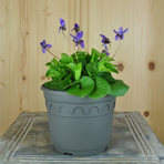 viola-oderata-koenigin-charlotte-14er-3272.jpg
