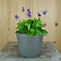 viola-oderata-koenigin-charlotte-14er-3272.jpg