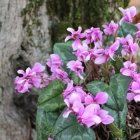 viola-odorata-koenigin-charlotte-3272.jpg