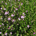 ononis-spinosa-floretia-3598-v.jpg