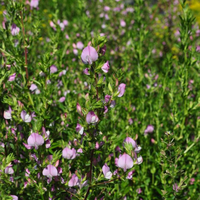 ononis-spinosa-floretia-3598.jpg