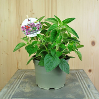 origanum-vulgare-13er-floretia-3203.jpg