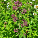 origanum-vulgare-floretia-3203.jpg