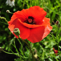 papaver-rhoeas-floretia-3204.jpg