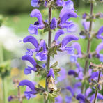 salvia-pratensis-3205-3359.jpg
