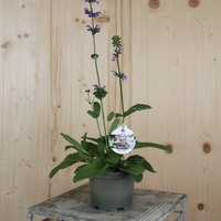 salvia-pratensis-floretia-13er-3205.jpg