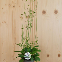 scabiosa-columbaria-13er-floretia-3206.jpg