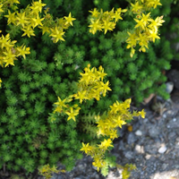 sedum-acre-3456.jpg