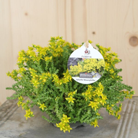 sedum-acre-floretia-10-5er-3456.jpg