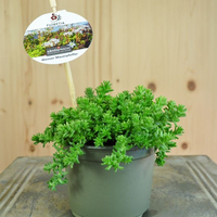 sedum-album-floretia-10-5er-3457.jpg