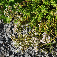 sedum-album-floretia-3457.jpg