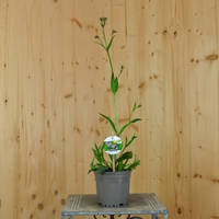 silene-flos-cuculi-floretia-3207-1.jpg