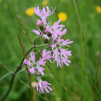 silene-flos-cuculi-floretia-3207.jpg