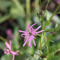 silene-nutans-3208.jpg