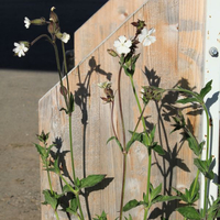 silene-pratensis-3209.jpg