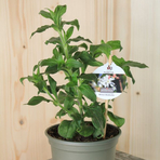 silene-pratensis-floretia-13er-3209.jpg