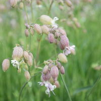 silene-vulgaris-3210-3361.jpg