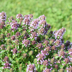 thymus-pulegioides-3211-3458.jpg