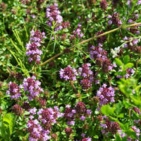 thymus-pulegoides-floretia-3458-3211.jpg