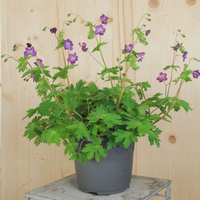 geranium-phaeum-klepper-21er-3429.jpg
