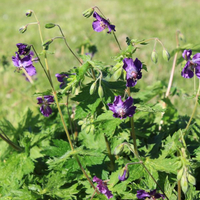 geranium-phaeum-klepper-3429-3706.jpg