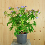 geranium-pratense-cloud-nine-3697-1.jpg