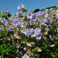 geranium-pratense-cloud-nine-3697.jpg