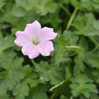 geranium-dream-land-1751-3791.jpg