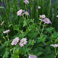 geranium-pratense-dreamland-1751-3791.jpg