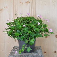 geranium-pratense-dreamland-21er-1751.jpg