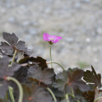 geranium-orkney-cherry-2371.jpg