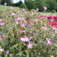 geranium-pratense-dl-orkney-cherry-2371.jpg