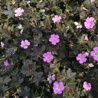 geranium-pratense-orkney-cherry-2371.jpg